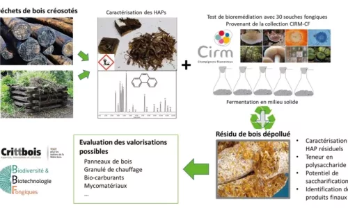 biobonding